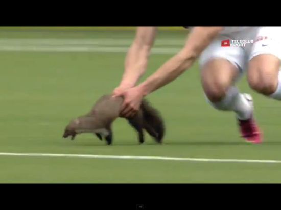 Łasica sterroryzowała piłkarzy podczas meczu [VIDEO]