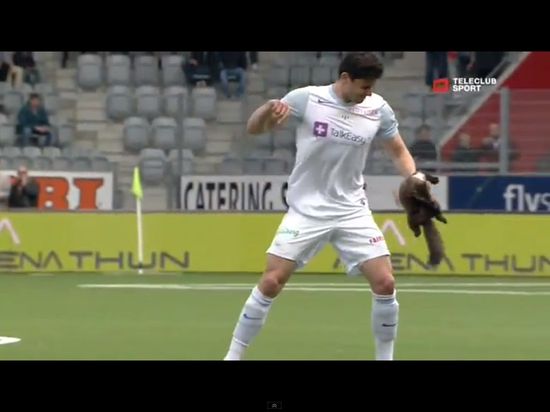 Łasica sterroryzowała piłkarzy podczas meczu [VIDEO]