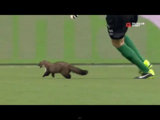 Łasica sterroryzowała piłkarzy podczas meczu [VIDEO]