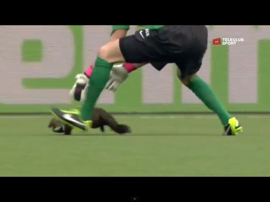 Łasica sterroryzowała piłkarzy podczas meczu [VIDEO]