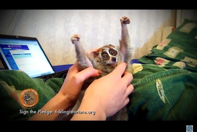 Po tym filmie już nie polubicie wideo ze słodkimi lemurami