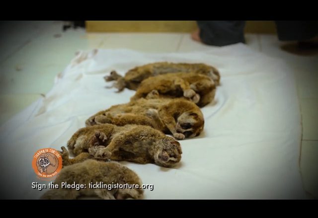 Po tym filmie już nie polubicie wideo ze słodkimi lemurami