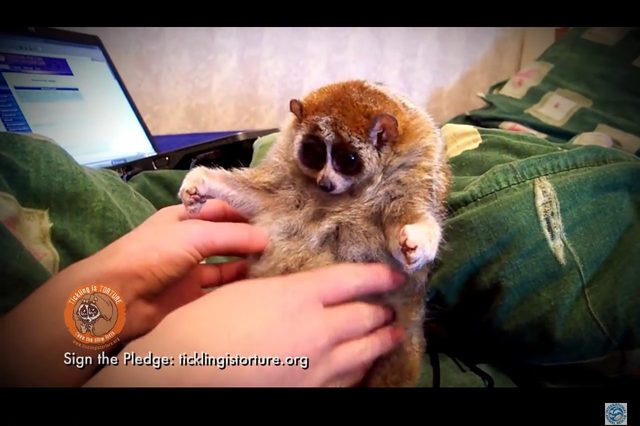 Po tym filmie już nie polubicie wideo ze słodkimi lemurami