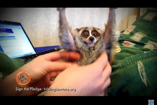 Po tym filmie już nie polubicie wideo ze słodkimi lemurami