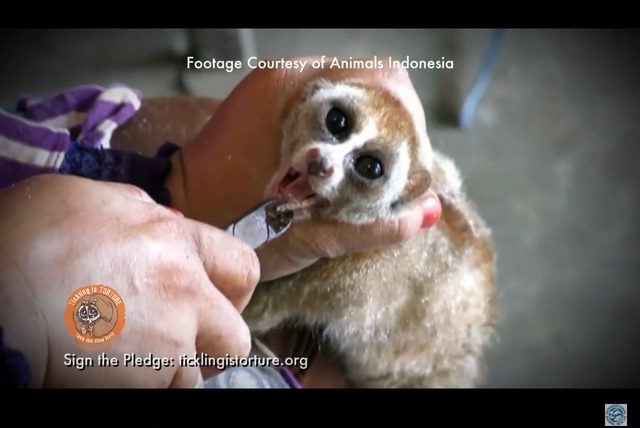 Po tym filmie już nie polubicie wideo ze słodkimi lemurami