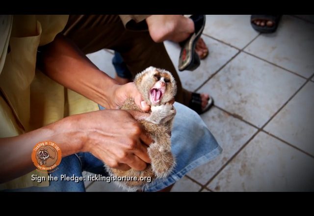 Po tym filmie już nie polubicie wideo ze słodkimi lemurami