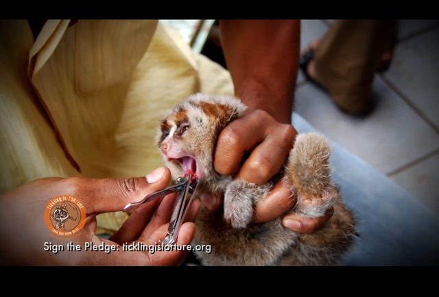 Po tym filmie już nie polubicie wideo ze słodkimi lemurami