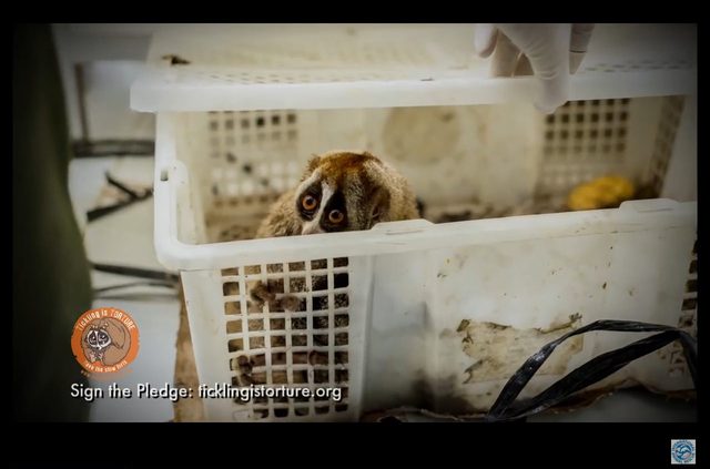 Po tym filmie już nie polubicie wideo ze słodkimi lemurami