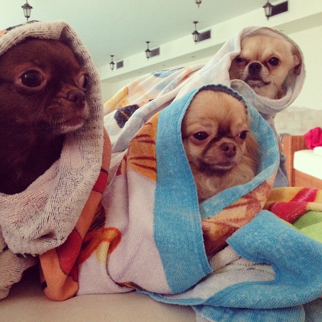 Marta Grycan hołubi swoje pieski (FOTO)