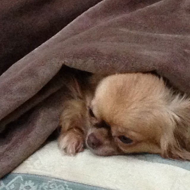 Marta Grycan hołubi swoje pieski (FOTO)