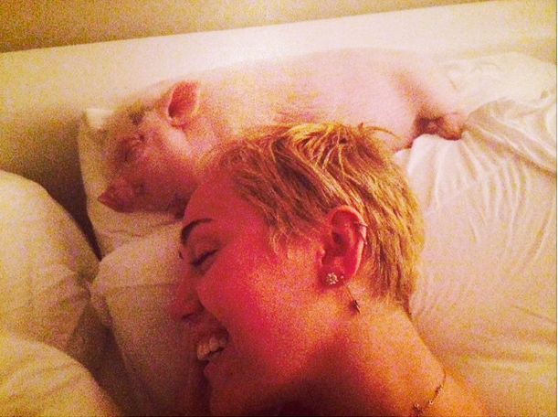 A paznokcie swojej śwince maluje... (FOTO)