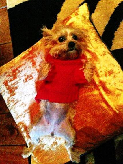 Miley Cyrus straciła pupila