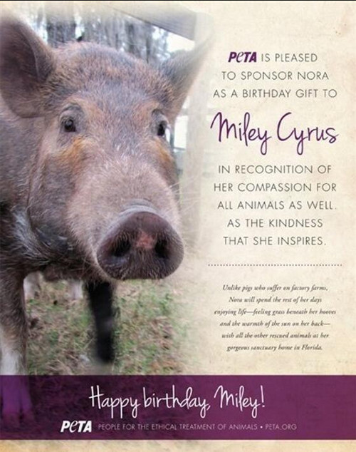 Kto podłożył Miley Cyrus świnię?