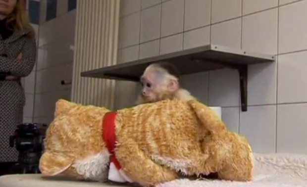 Policja zabrała Bieberowi jego małpkę (FOTO)