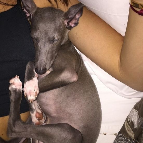 Celebrytka założyła instagram swojemu pupilowi (FOTO) Celebrytka założyła instagram swojemu pupilowi (FOTO)