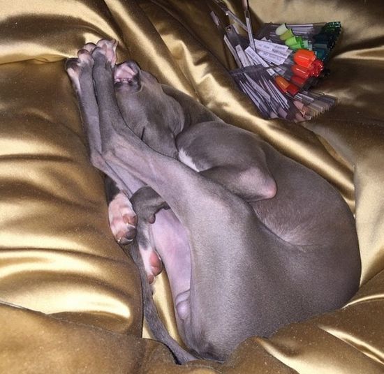 Celebrytka założyła instagram swojemu pupilowi (FOTO) Celebrytka założyła instagram swojemu pupilowi (FOTO)