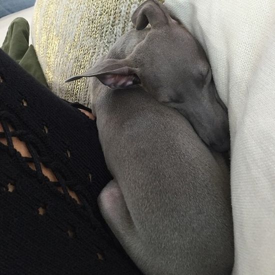 Celebrytka założyła instagram swojemu pupilowi (FOTO)