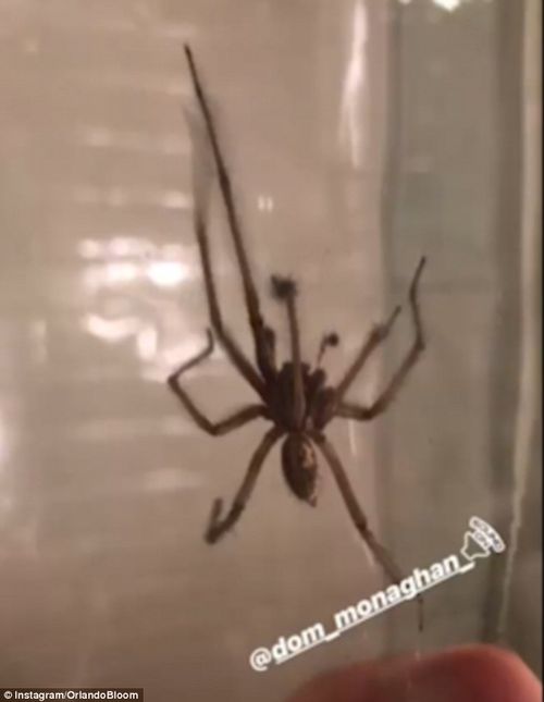 Tego nie możecie przegapić - PÓŁNAGI Orlando Bloom w łazience (ZDJĘCIA) Tego nie możecie przegapić - PÓŁNAGI Orlando Bloom w łazience (ZDJĘCIA)