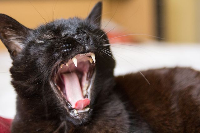 Dziś piątek 13 - dlaczego uznajemy ten dzień za pechowy?