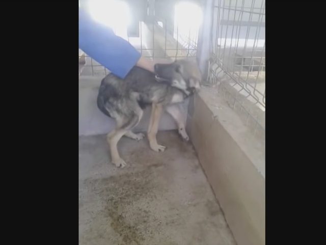 Serce pęka, gdy patrzy się na reakcję tego psa