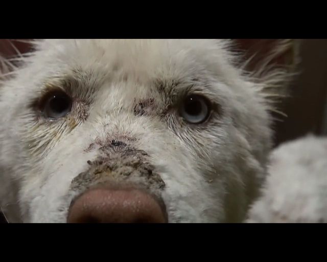 Łzy same napływają do oczu - oto historia bezdomnego psa