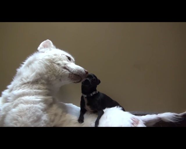 Łzy same napływają do oczu - oto historia bezdomnego psa