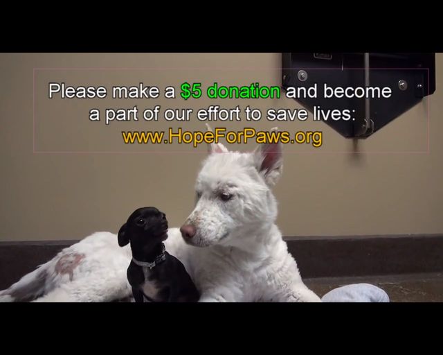 Łzy same napływają do oczu - oto historia bezdomnego psa