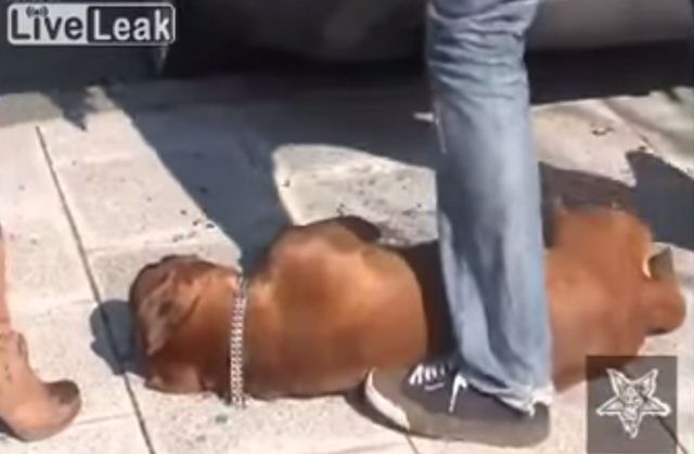 Ten pies zginął z przegrzania w samochodzie (VIDEO)