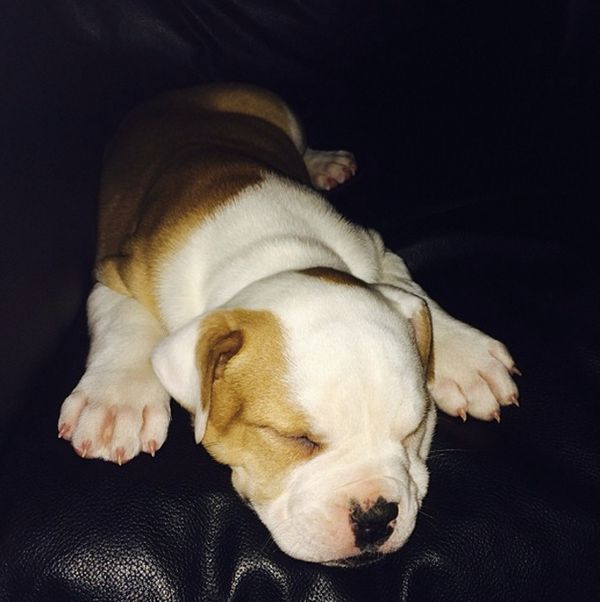 Justin Bieber zapomniał o tym słodkim psiaku!