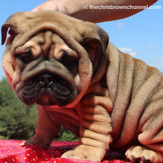 Zgadnijcie, jak Chris Brown nazwał swojego nowego szczeniaka