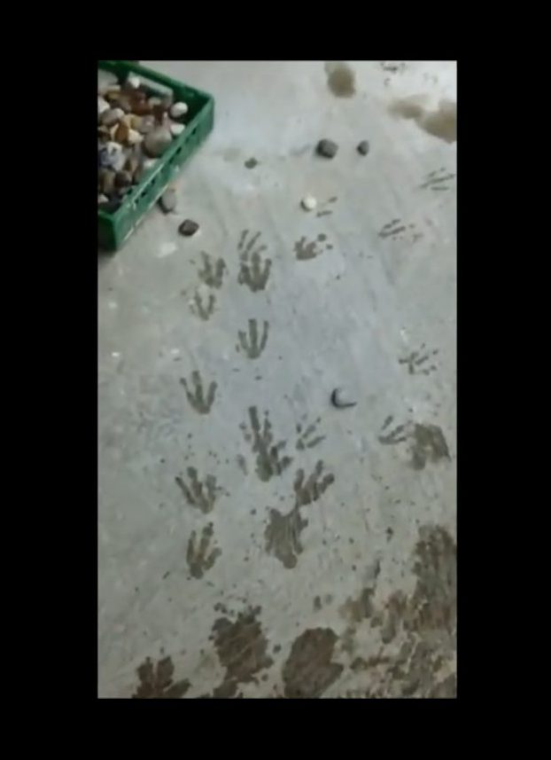 Czy te pingwiny naoglądały się kreskówek? [VIRAL]