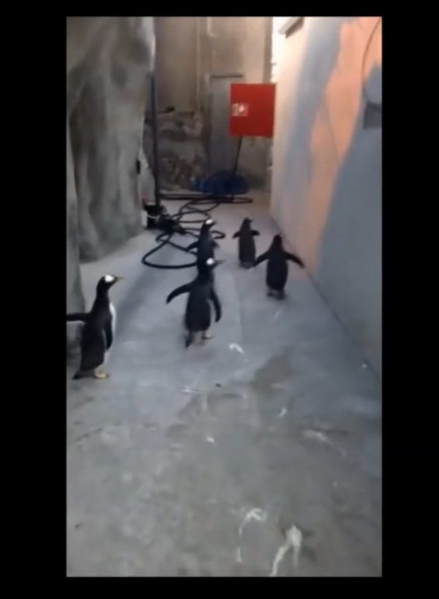 Czy te pingwiny naoglądały się kreskówek? [VIRAL]