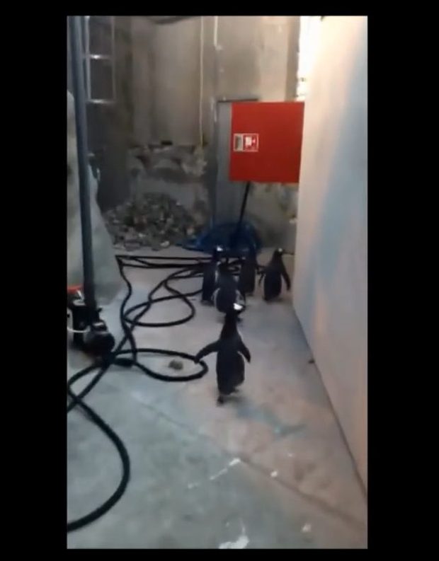 Czy te pingwiny naoglądały się kreskówek? [VIRAL]