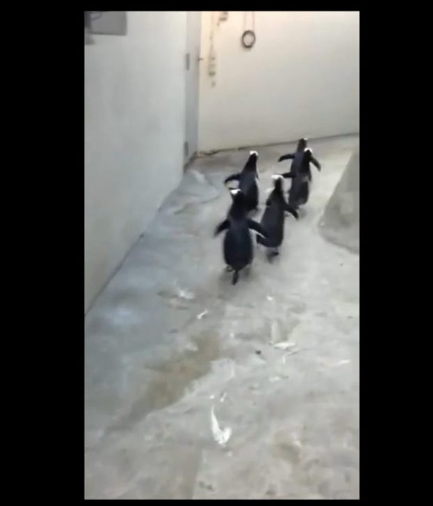 Czy te pingwiny naoglądały się kreskówek? [VIRAL]