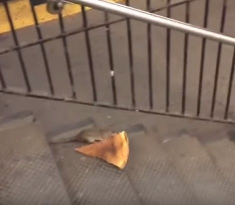 Jednych brzydzi, drugich zachwyca. #pizzarat robi FURORĘ!