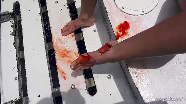 Porn Gwiazda zaatakowana przez REKINA! Przerażające wideo!