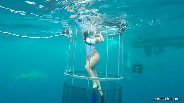 Porn Gwiazda zaatakowana przez REKINA! Przerażające wideo!