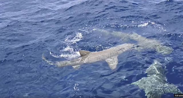 Porn Gwiazda zaatakowana przez REKINA! Przerażające wideo!