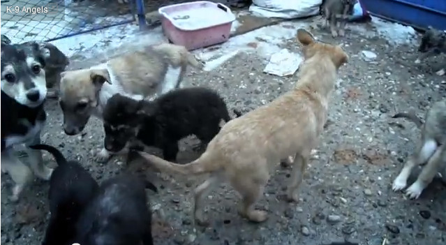 Pola Pospieszalska nagrała klip dla bezdomnych zwierząt 