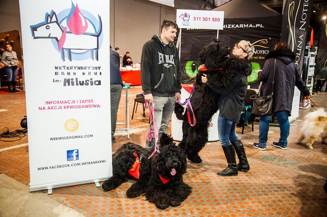 Twój pupil będzie miał wyjątkową obrożę, a Ty zrobisz coś dobrego (ZDJĘCIA)