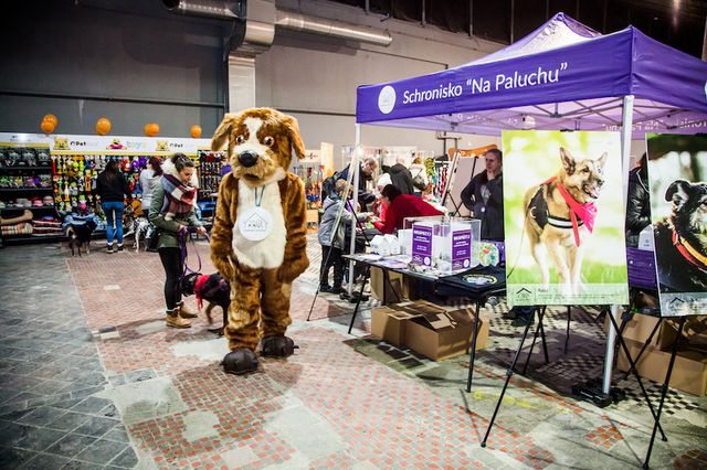 Twój pupil będzie miał wyjątkową obrożę, a Ty zrobisz coś dobrego (ZDJĘCIA)