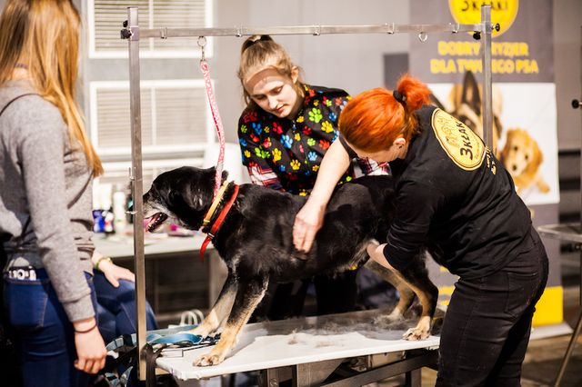 Twój pupil będzie miał wyjątkową obrożę, a Ty zrobisz coś dobrego (ZDJĘCIA)