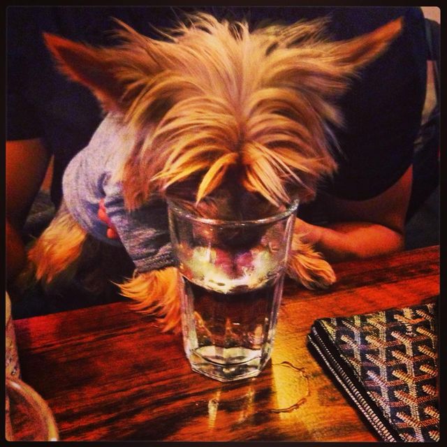 Pies pije ze szklanki, a drugi czyta książkę (FOTO)