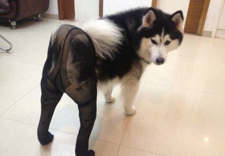 Nowa moda: psy w rajtuzach (FOTO)