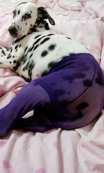 Nowa moda: psy w rajtuzach (FOTO)