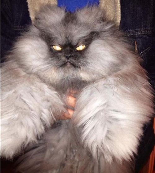 Nie żyje Pułkownik Miau - najbardziej zniesmaczony kot sieci