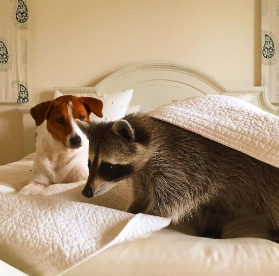 Co za SZOPKA! Szop myśli, że jest psem! (FOTO)