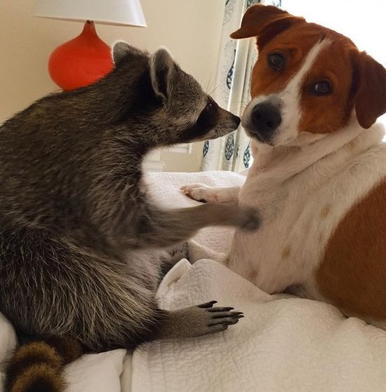 Co za SZOPKA! Szop myśli, że jest psem! (FOTO)