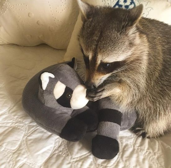 Co za SZOPKA! Szop myśli, że jest psem! (FOTO)