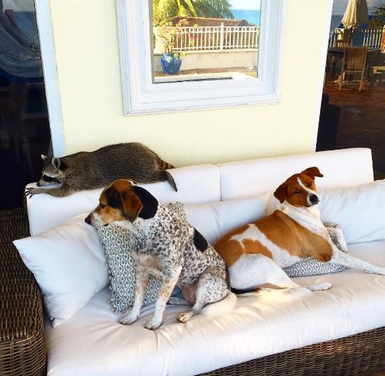 Co za SZOPKA! Szop myśli, że jest psem! (FOTO)